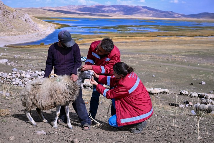 Van'da yaylalardan dönen sürülere sağlık hizmeti