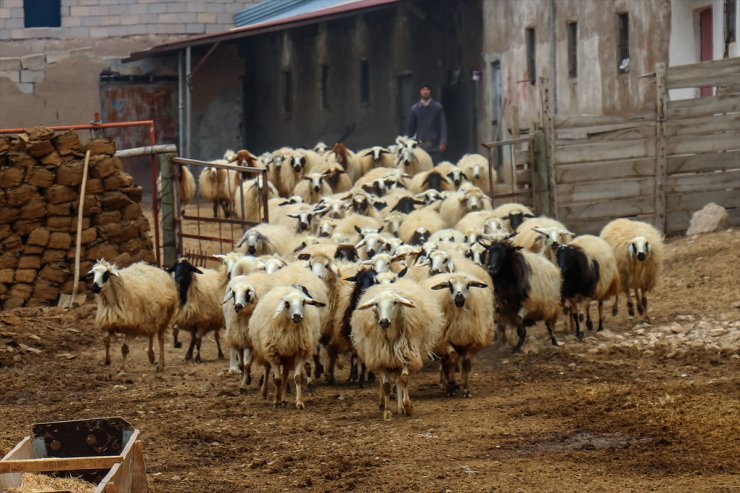 Van depreminden etkilenen besicilerin yaraları devlet eliyle sarıldı