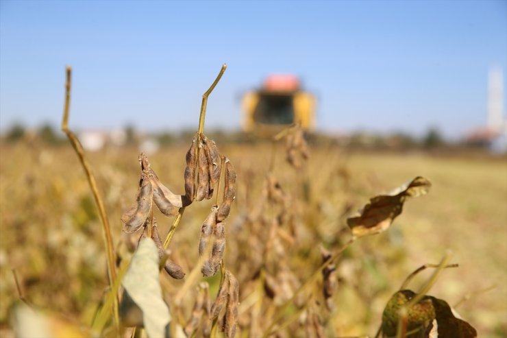 Diyarbakır'da soya ekim alanı bir yılda 9 binden 33 bin dekara yükseldi