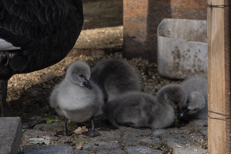 Kuğulu Park'ta 5 kuğu yavrusu dünyaya geldi