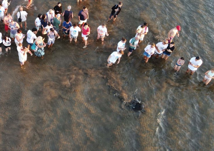 Muğla'da tedavileri tamamlanan 3 deniz kaplumbağası mavi sulara bırakıldı