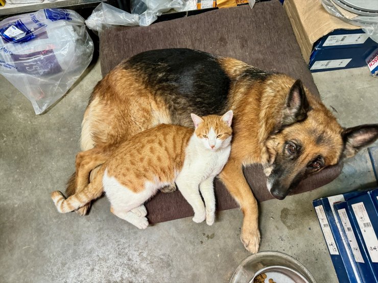 Oto servisinde beslenen kedi ve köpek sıkı dost oldu