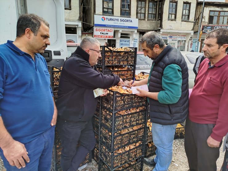 Sinop'ta toplanan mantarlar Türkiye'nin farklı kentlerine gönderiliyor