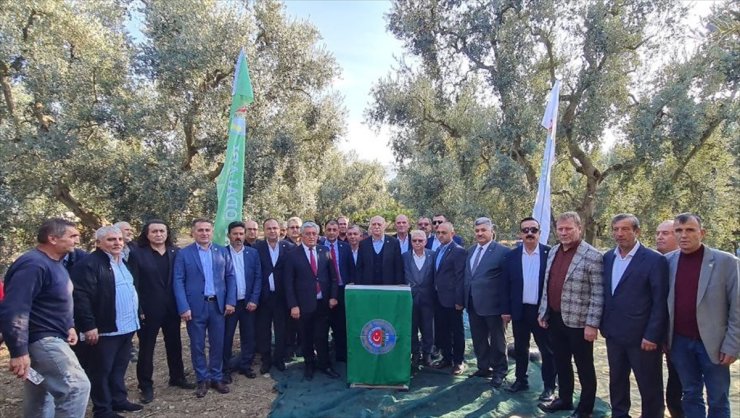 TZOB Genel Başkanı Şemsi Bayraktar, Bursa'da zeytin hasadına katıldı: