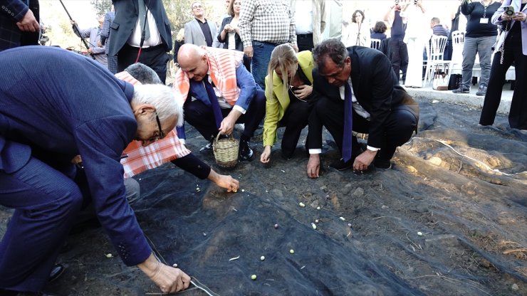 Balıkesir'de yaklaşık 11 asırlık ağaçtan zeytin hasadı