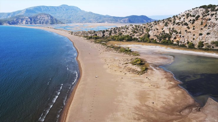 İztuzu Sahili'nde bu yıl yaklaşık 44 bin caretta caretta mavi sularla buluştu