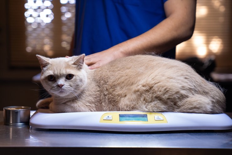 Obez kedi Ekmek, zayıflamak için arkadaşı Şiraz'ın yolunda ilerliyor