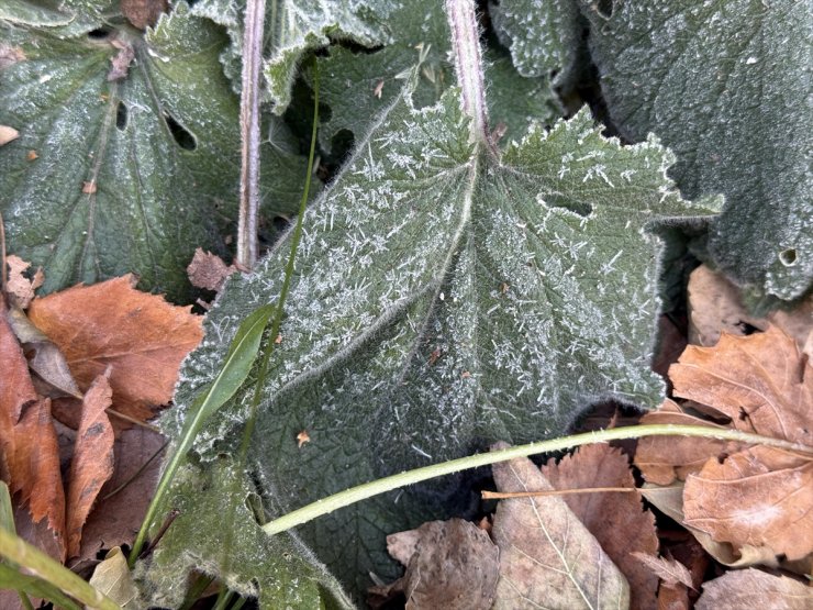 Kars'ta soğuk hava, Ağrı ve Ardahan'da kar etkili oldu