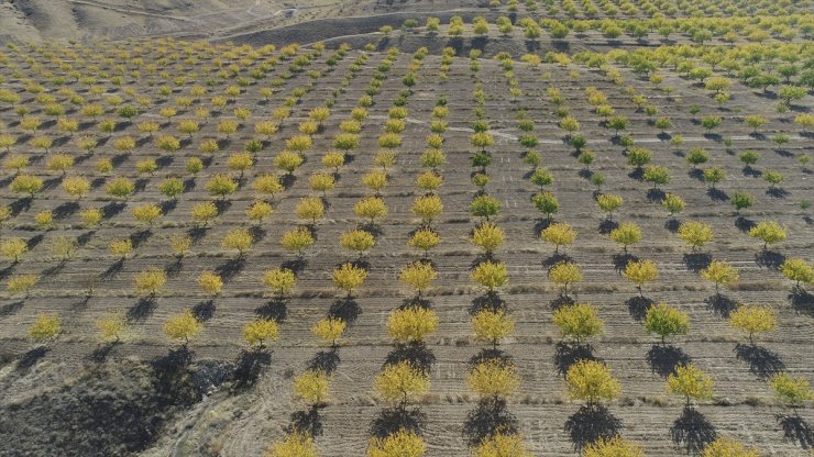 Malatya ovası kayısı ağaçlarının sararmasıyla renklendi