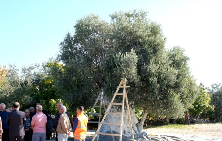 Mersin'de 1300 yıllık anıt ağaçta yetişen zeytinler toplandı