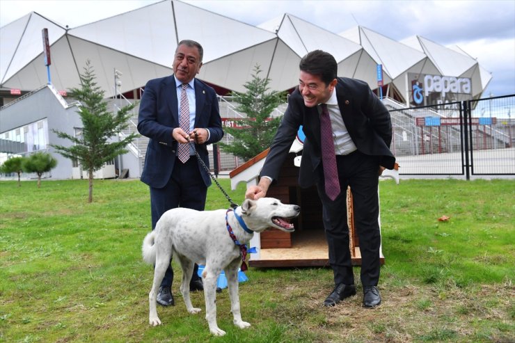 Trabzonspor Kulübü, Fenerbahçe maçı öncesinde sahaya giren köpeği sahiplendi