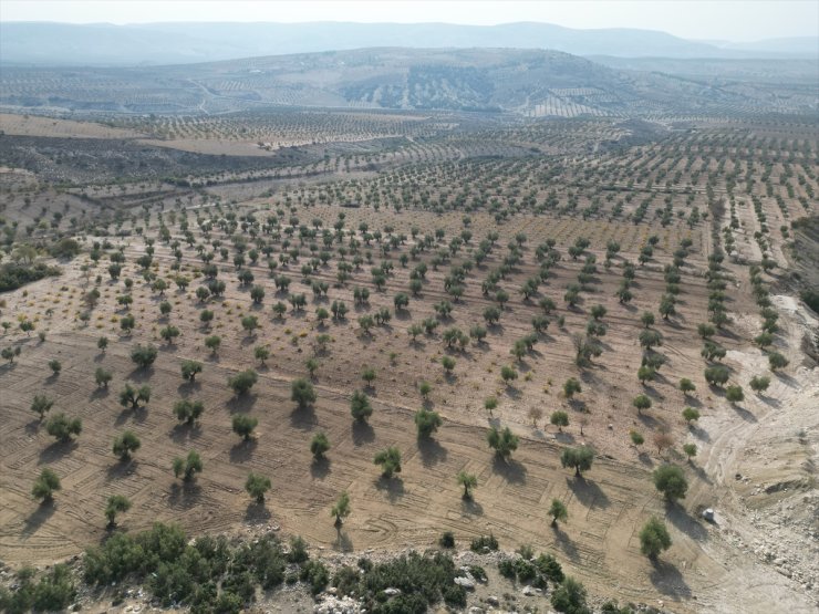 Zeytin üreticisi Kilis'ten zeytinyağında sahtecilik uyarısı