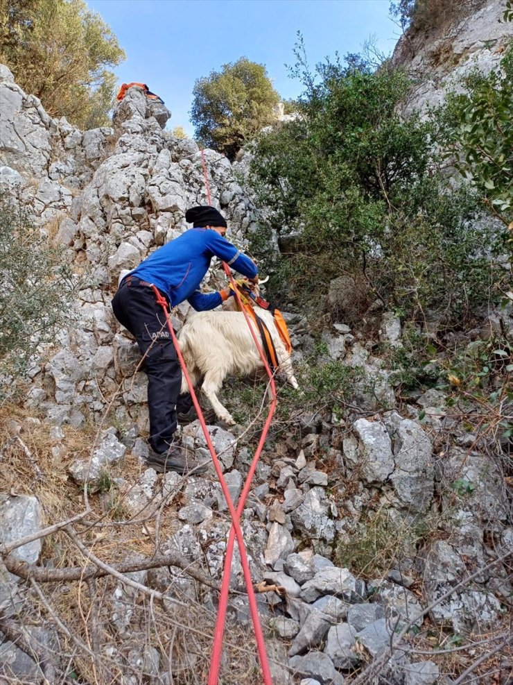 İzmir'de kayalıklarda mahsur kalan keçiyi AFAD ekipleri kurtardı