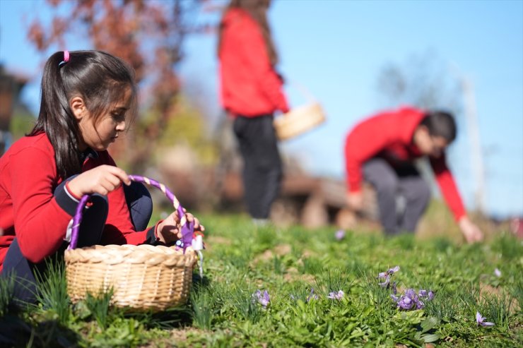 Düzce'de öğrenciler tıbbi ve aromatik bitki yetiştiriciliğini yerinde öğreniyor