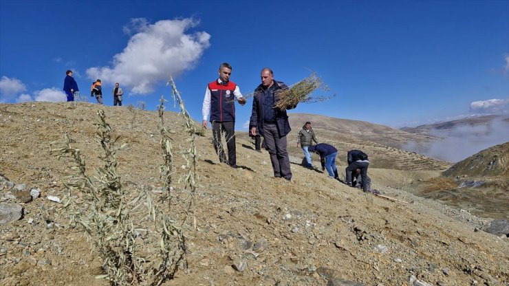 Erzurum'da dikilen tuz çalısı fideleriyle meralar daha verimli olacak