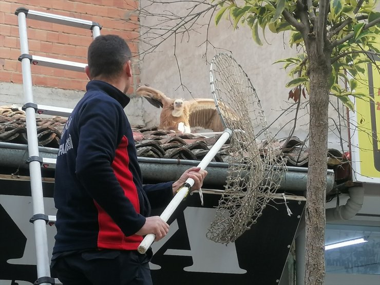 Tokat'ta çatıya konan bitkin haldeki akbaba sağlık kontrollerinin ardından doğaya salınacak