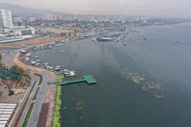 İzmir Körfezi'nde balık ölümlerinden sonra yosun kirliliği yaşanıyor