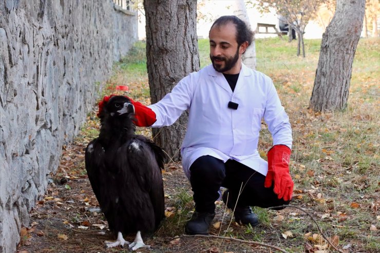 Erzurum'da yaralı bulunan kara akbaba tedaviye alındı