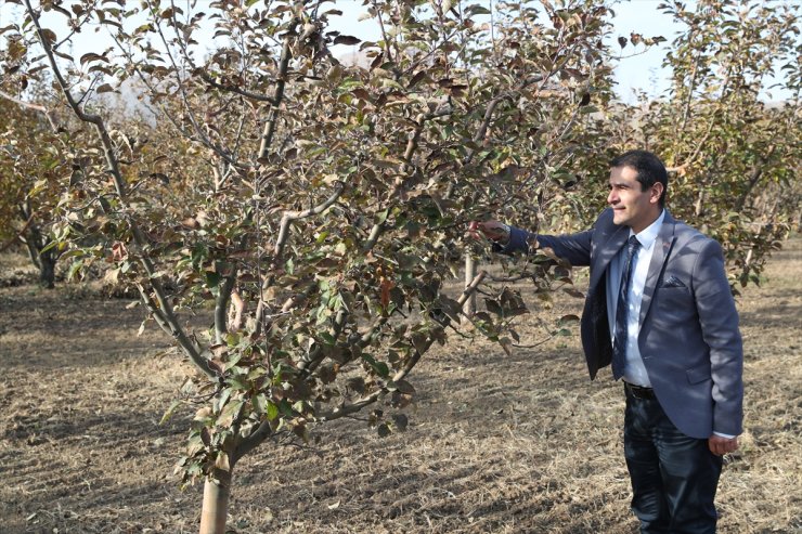 Doğu Anadolu ve Doğu Karadeniz'in meyve genetik mirası gelecek için korunuyor