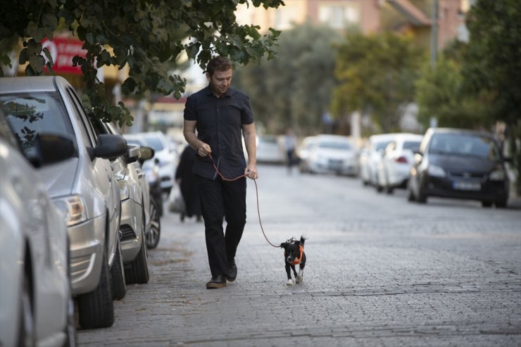 Felçli köpek, kök hücre nakliyle yürümeye başladı