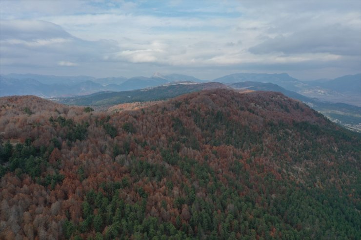 Andırın'da kayın ormanları güz renkleriyle doğa tutkunlarını ağırlıyor