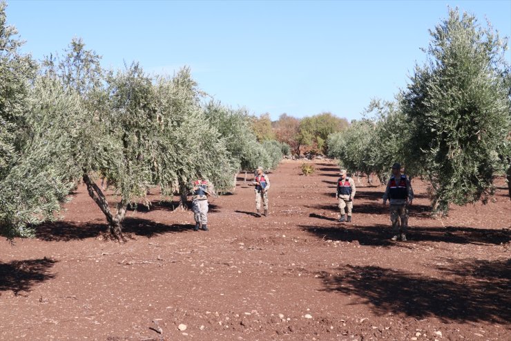 Kilis'te zeytin hırsızlığına karşı karadan ve havadan denetim