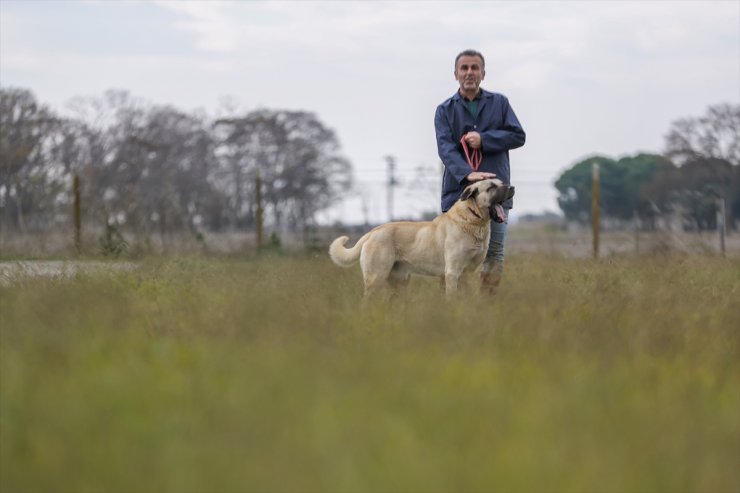 Safkan akbaş ve Kangal köpeklerinin gen kaynağı 28 yıldır Karacabey'de korunuyor