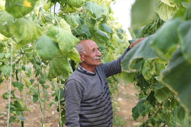 Siirt'in "sera köyü"nde muhtarından imamına herkes toprağın bereketinden yararlanıyor