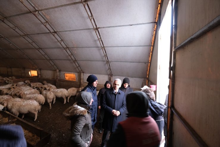 Karaman'da tipide kalan 400'e yakın koyun telef oldu