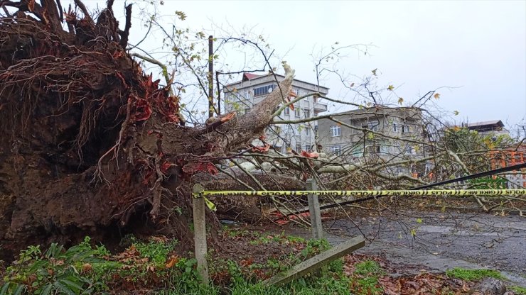 Samsun'da şiddetli rüzgarda 650 yıllık anıt ağaç devrildi