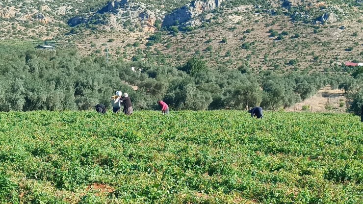 Adana'da açık alanda yetiştirilen güz domatesinde hasat başladı