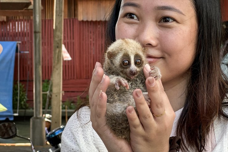 Nesli tükenme tehlikesinde olan "yavaş Loris" Bangkok'ta turistlerden para kazanmak için kullanılıyor