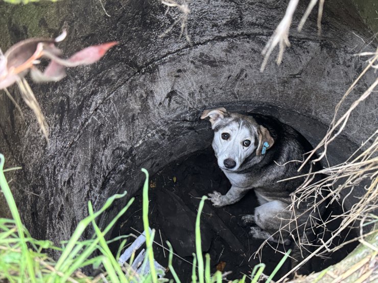 Sakarya'da kuyuya düşen köpeği itfaiye kurtardı