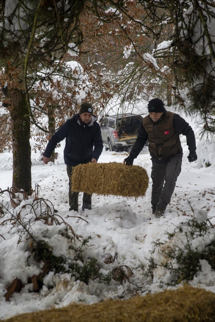 Bolu'da yılkı atları için karla kaplı arazilere yem bırakıldı