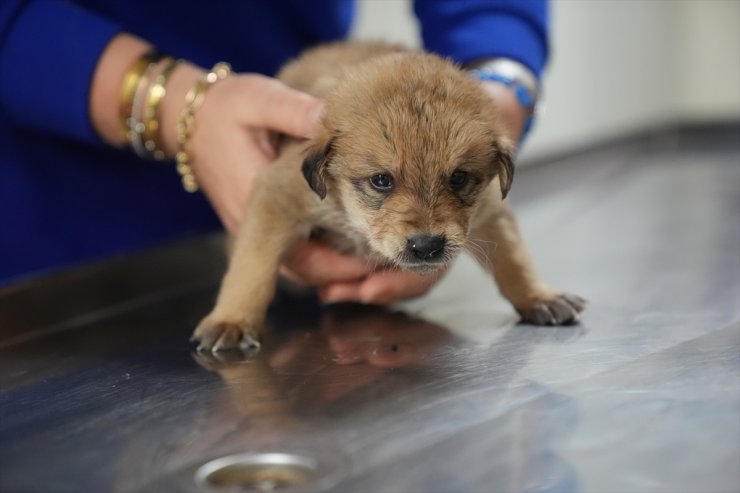 Düzce'de donmak üzereyken bulunan köpek yavrularına "sıcak yuva" aranıyor