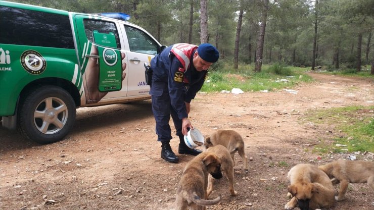 Antalya'da jandarma ekipleri sokak hayvanları için mama bıraktı