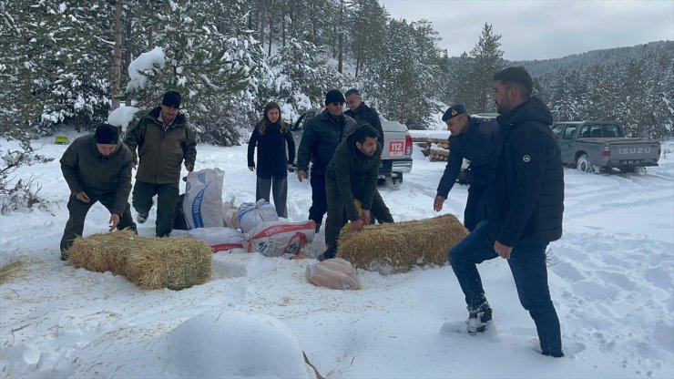 Çankırı'da karla kaplı araziye yabani hayvanlar için yem bırakıldı