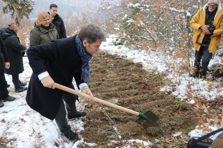 "Yitik lale"nin tohumları 132 yıl sonra ana vatanı Amasya'da toprakla buluşturuldu