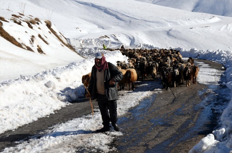 Muş'ta tipi nedeniyle sürüleriyle yolda mahsur kalan besiciler kurtarıldı