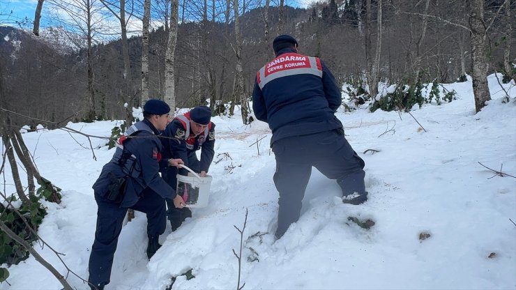 Giresun'da yaban hayvanları için doğaya yem bırakıldı