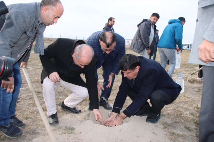 Iğdır'daki Aralık Erozyon Sahası'nda Antep fıstığı üretilecek