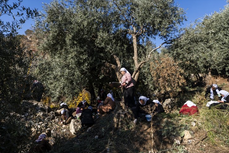 PKK nedeniyle yurtlarına dönemeyen Ezidiler, Laleş tapınağında zeytin hasadına başladı