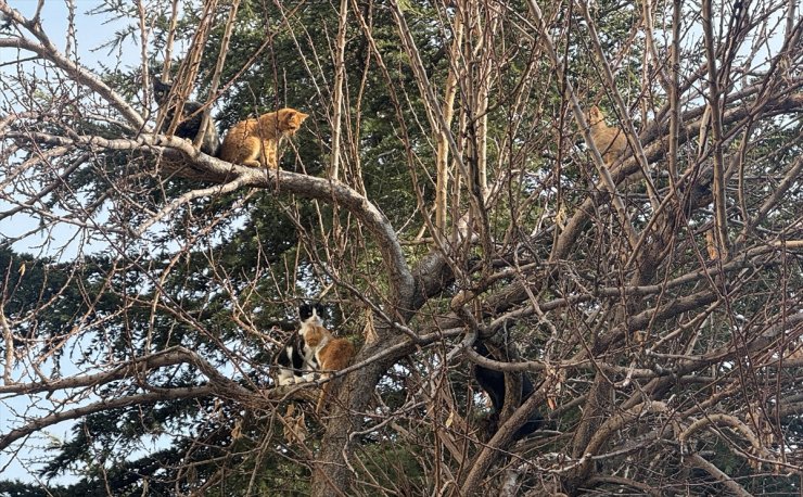 Yozgat'ta kedi ve yavrularına esnaf sahip çıktı