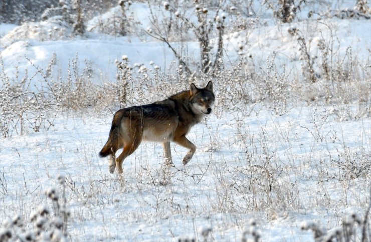 Kars'ta kurt ve tilkiler karlı arazide yiyecek ararken görüntülendi