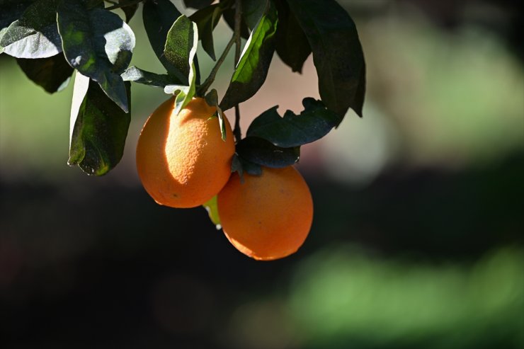 Antalya'nın "turunç"u hem sofraları hem sokakları süslüyor