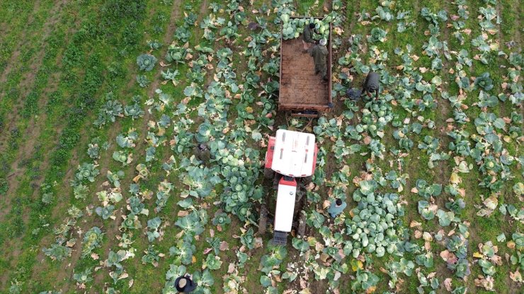 Bafra Ovası'nda beyaz lahanada 135 bin ton rekolte bekleniyor