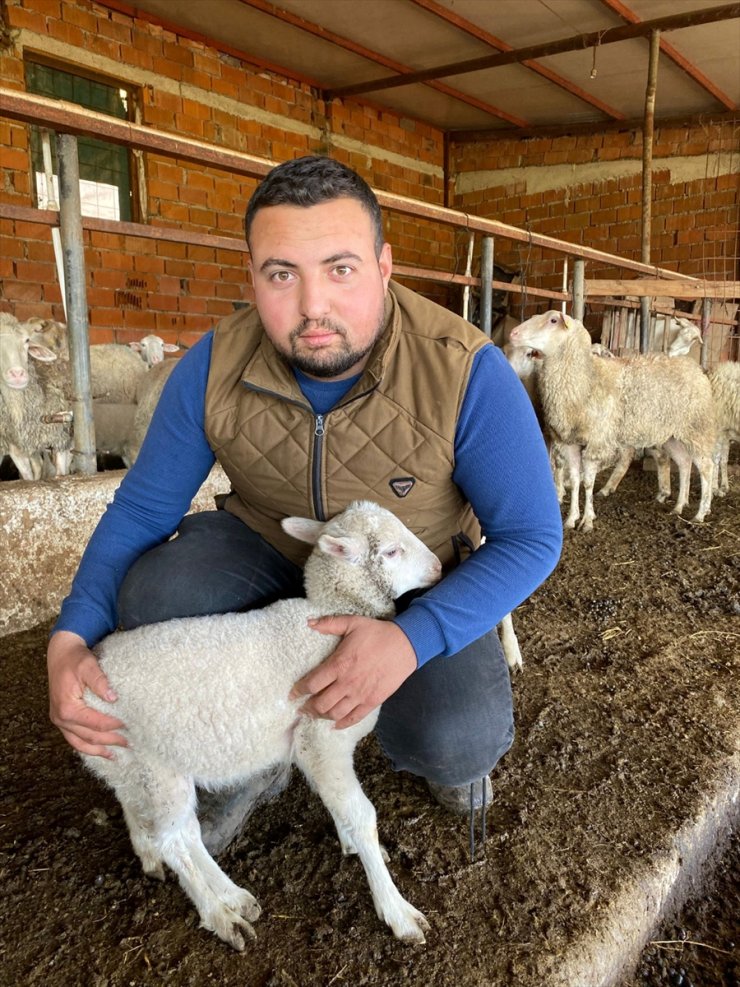 Çanakkale'de koyunun 5 ayaklı doğan kuzusu ilgi çekti