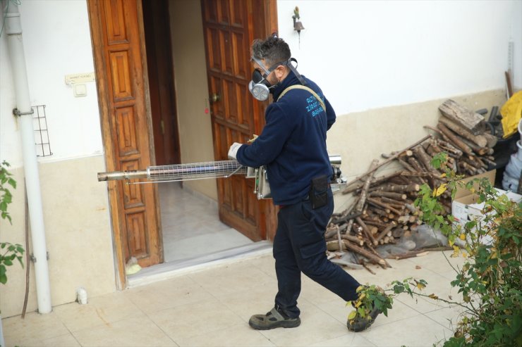 Ordu'da 450 ekip kahverengi kokarcanın bertarafı için mesai yapıyor