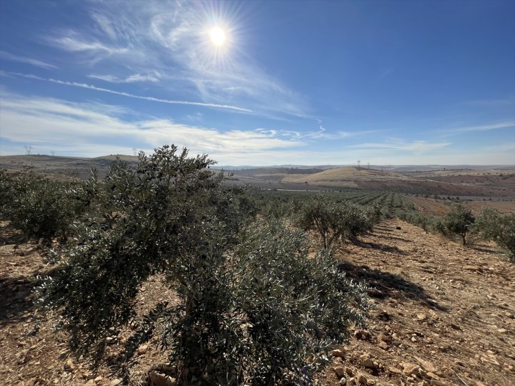 Şanlıurfa'da hibe destekleriyle zeytin ağacı sayısı 19 yılda 15 kat arttı