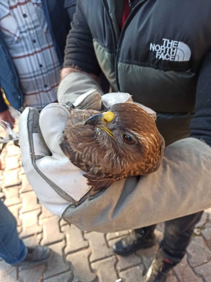 İzmir'de otomobilin ön kısmına sıkışan şahin kurtarıldı